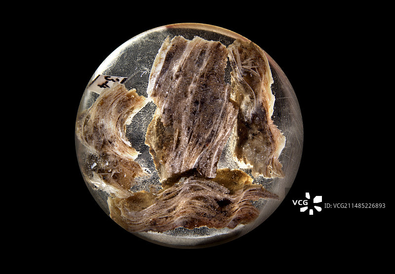 石灰石结核浅显微照片图片素材