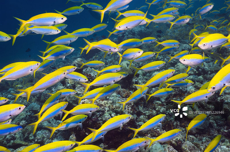 珊瑚礁上的黄尾鱼图片素材