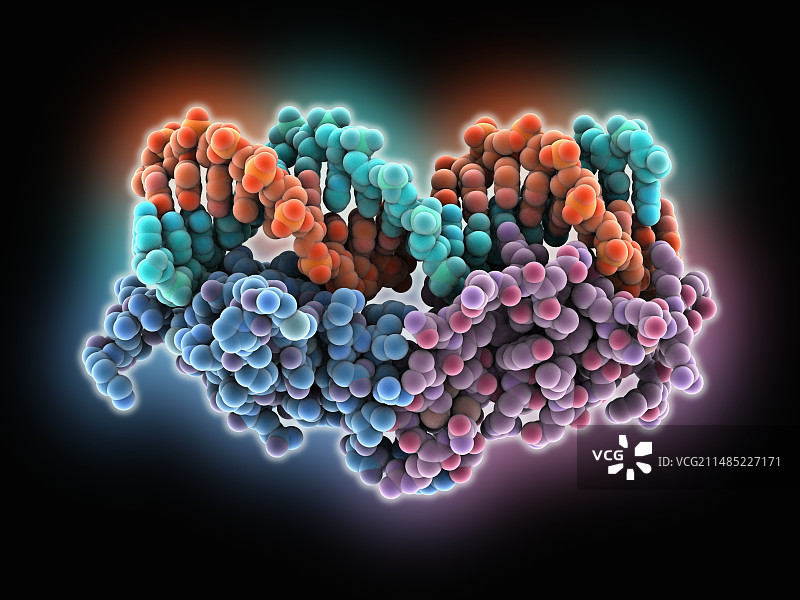 转录因子与DNA分子图片素材