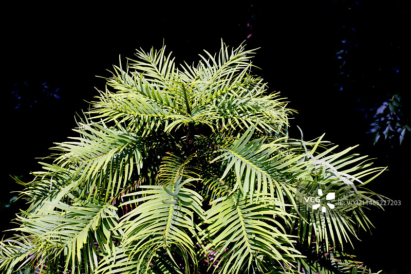 瓦勒迈杉树叶图片素材