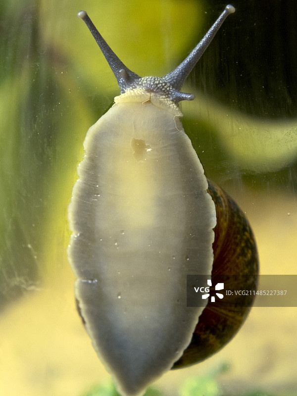 攀爬在玻璃上的花园蜗牛图片素材