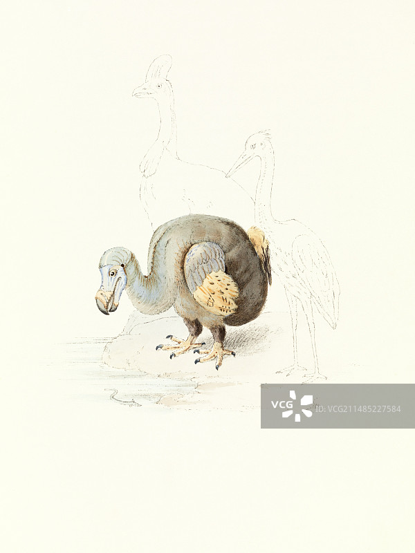 渡渡鸟,1848年艺术作品图片素材