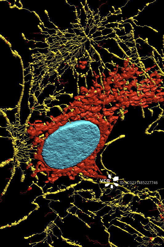 荧光显微镜下的成纤维细胞图片素材