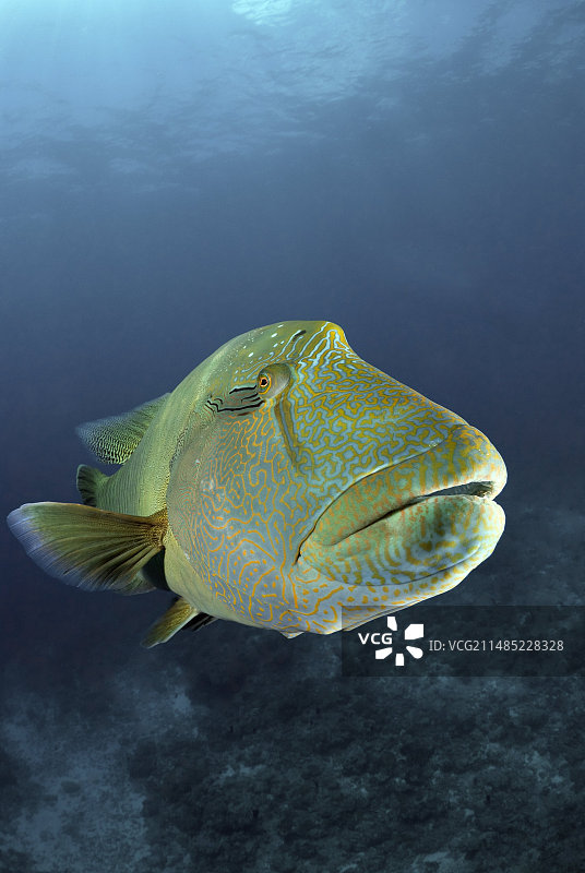 拿破仑隆头鱼图片素材