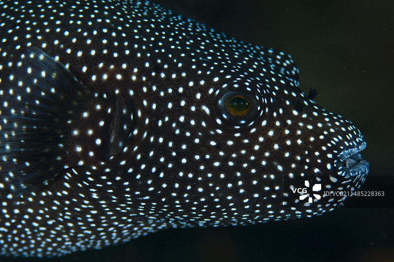 马尔代夫的珍珠鸡河豚图片素材