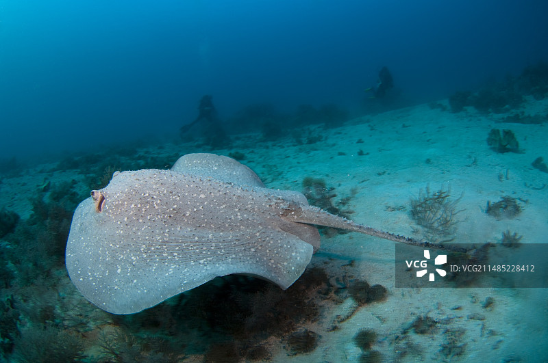印度尼西亚的刺鳐图片素材