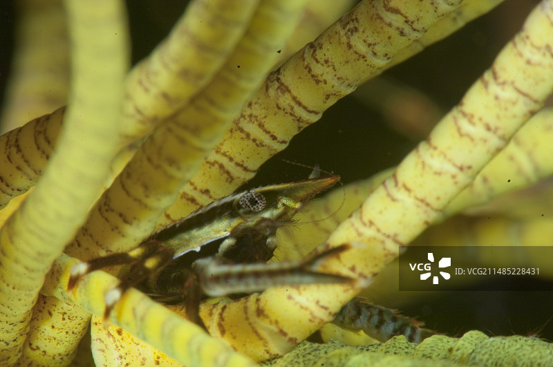 海百合中的异尾虾图片素材