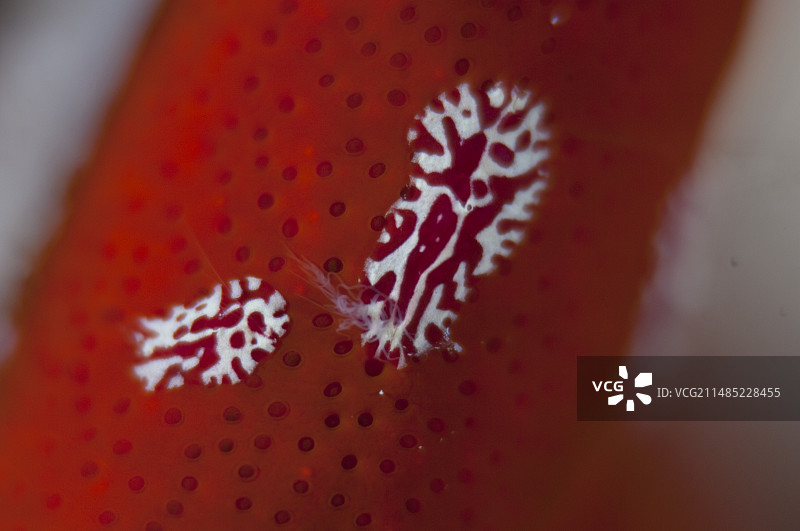 红色海绵上的栉水母图片素材