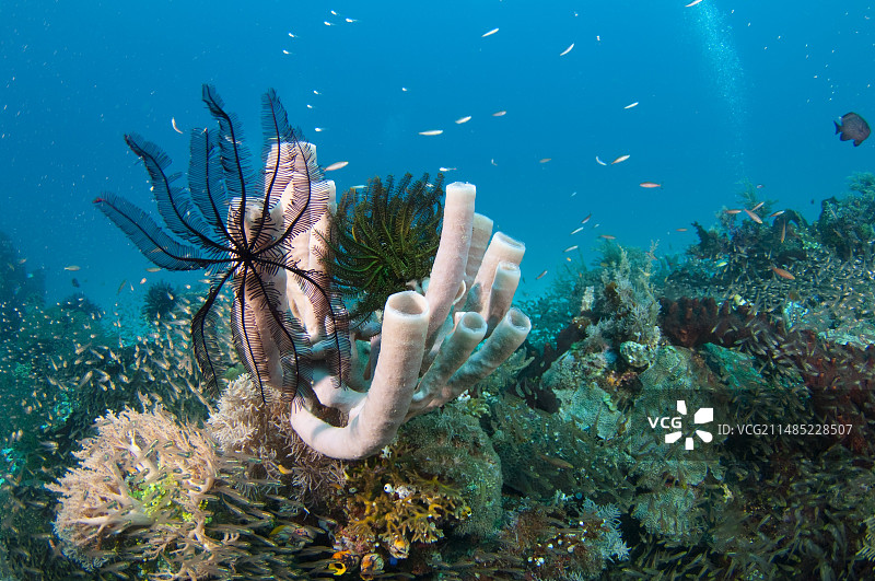印度尼西亚的健康珊瑚礁景象图片素材
