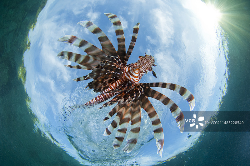 从下方拍摄的狮子鱼图片素材