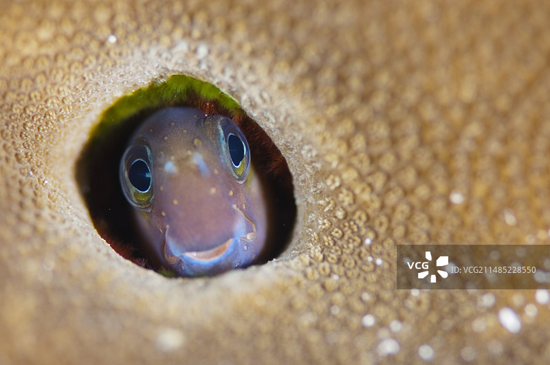 珊瑚礁中的鳚鱼图片素材