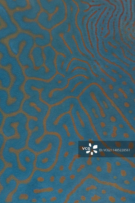 拿破仑隆头鱼皮肤的细节图片素材