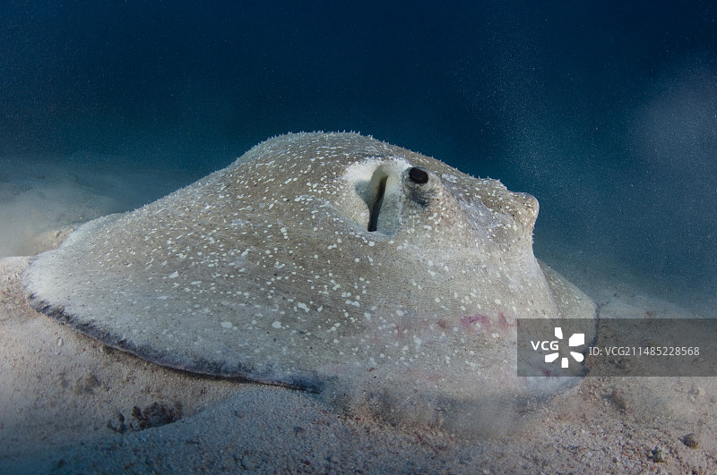 豪猪魟在海底觅食图片素材