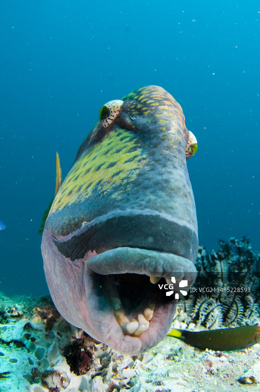 泰坦炮弹鱼图片素材