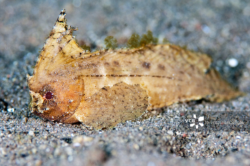 沙滩上的棘刺鲉图片素材