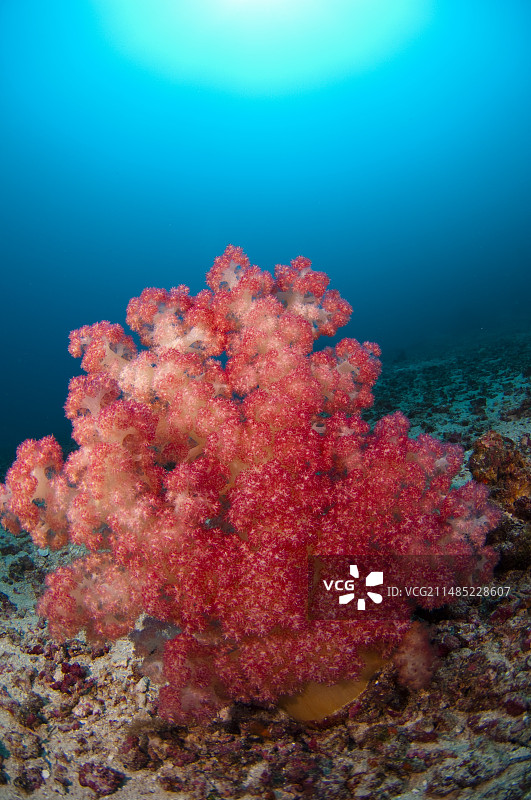 印度尼西亚的树状珊瑚图片素材