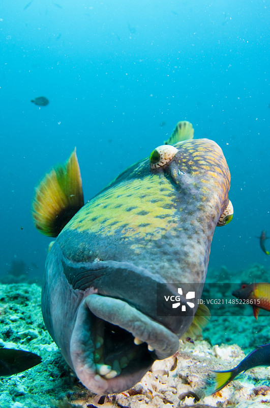 泰坦炮弹鱼图片素材