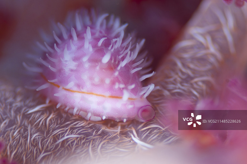 软珊瑚上的粉色贝壳图片素材