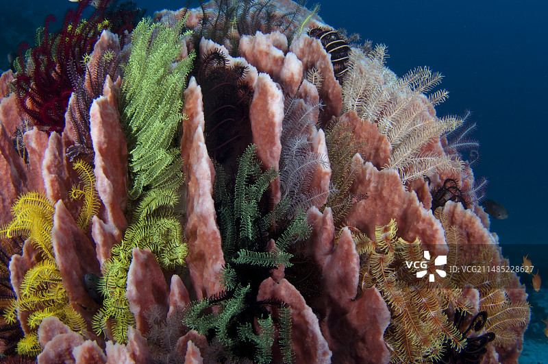 海绵桶中生长的海百合图片素材