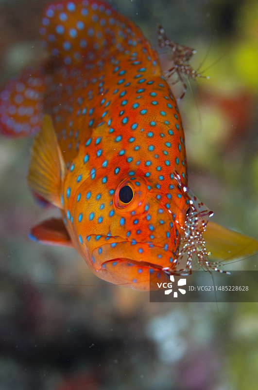 石斑鱼被虾清洁图片素材