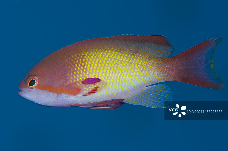 花鮨鱼侧面照图片素材