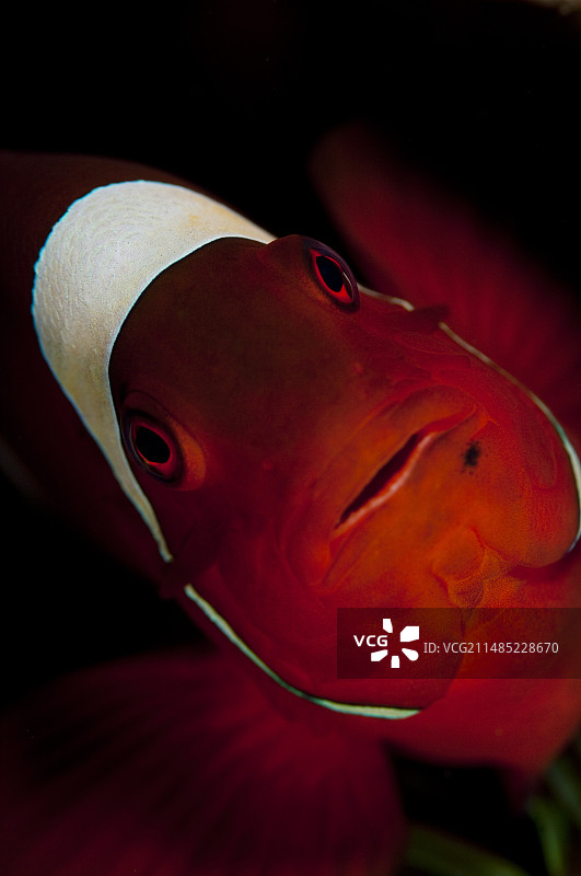 印度尼西亚海葵鱼肖像图片素材