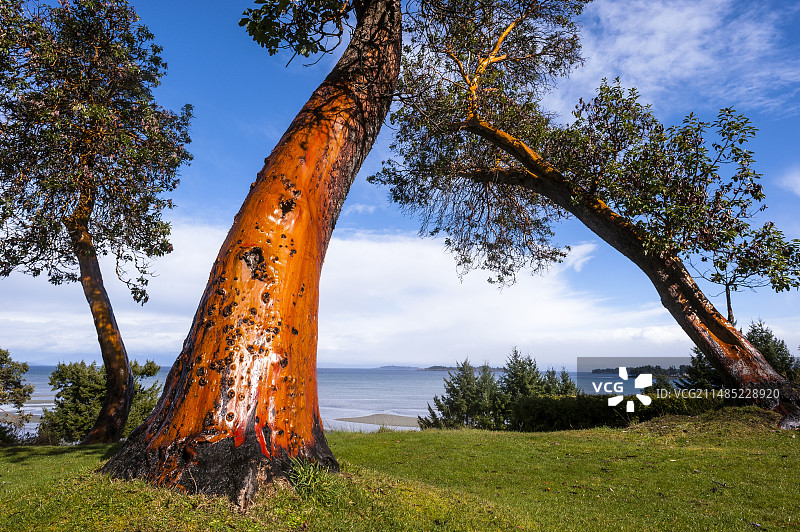 杨梅树图片素材