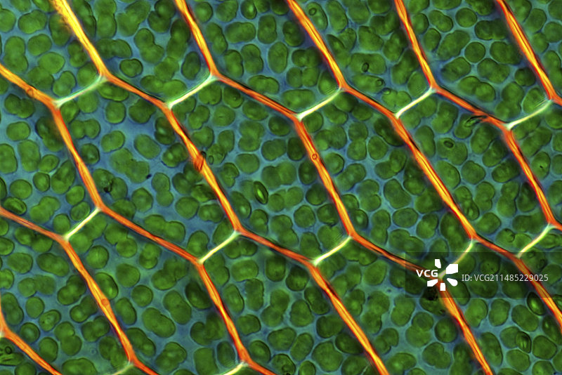 苔藓细胞显微照片图片素材