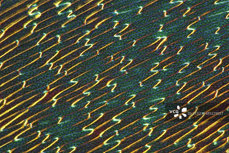 泥炭藓细胞，光学显微照片图片素材