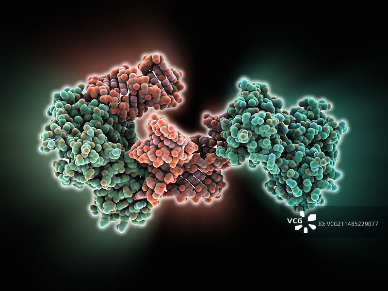 与RNA结合的SelB延伸因子图片素材