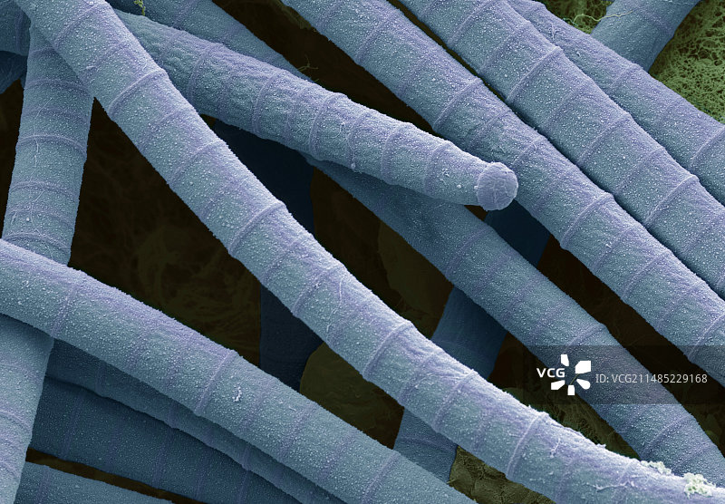 微鞘藻属蓝细菌扫描电镜图图片素材