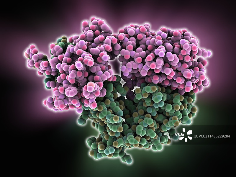 Alpha-beta T细胞受体图片素材
