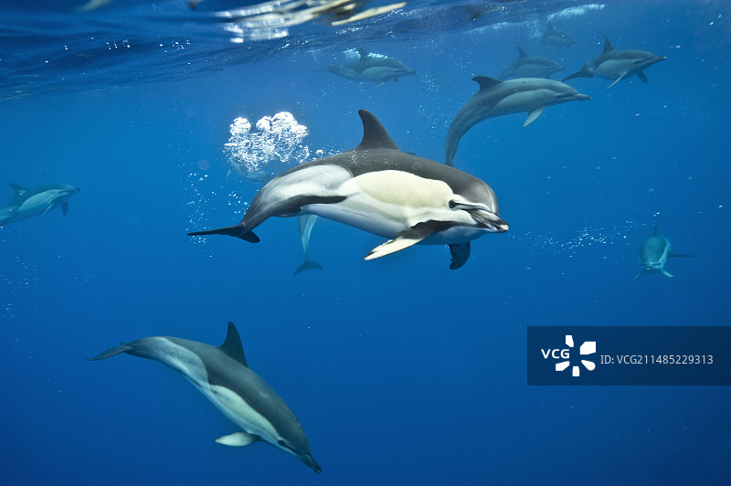 普通海豚图片素材