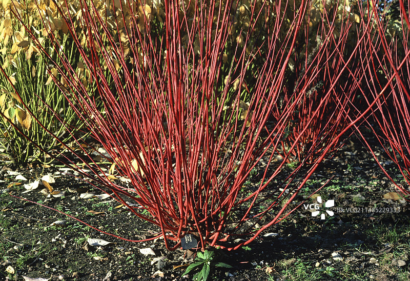 白山茱萸茎图片素材
