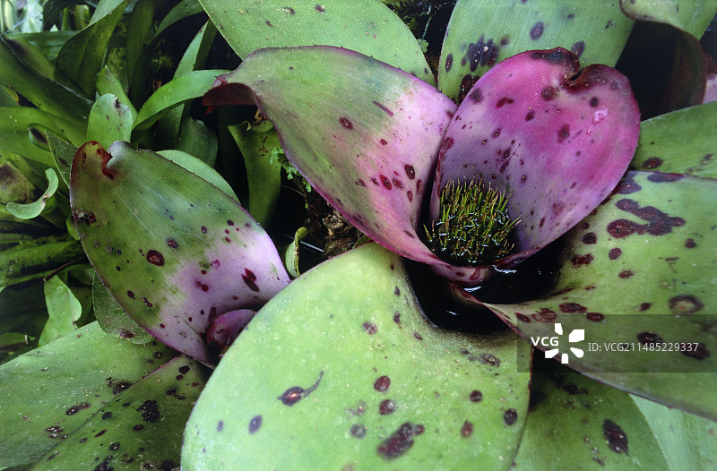 灿烂的蜻蜓凤梨图片素材