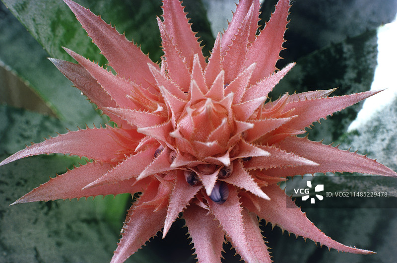 姬凤梨花图片素材