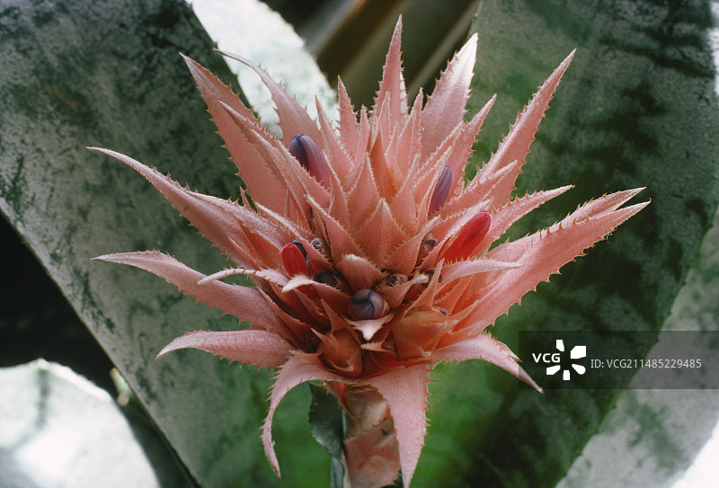 姬凤梨花图片素材