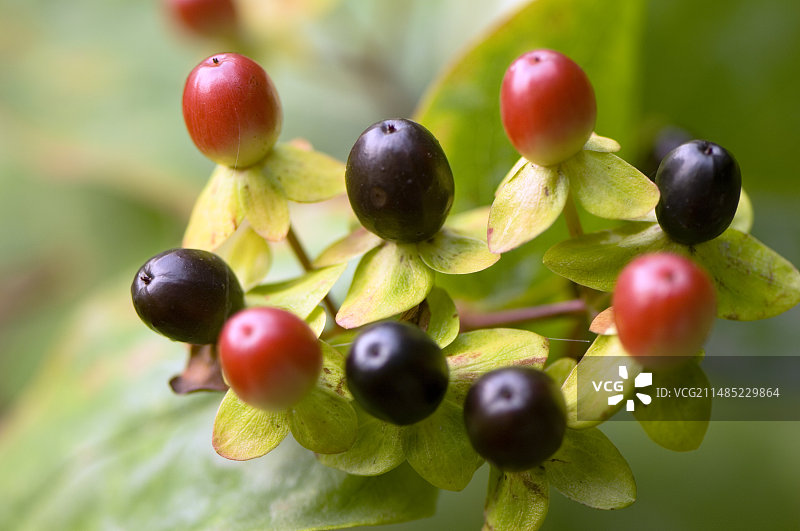 金丝桃图片素材