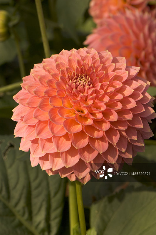 大丽花“Rossendale Stephanie”图片素材