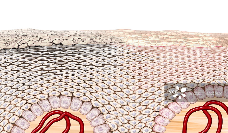 皮肤解剖结构，艺术作品图片素材