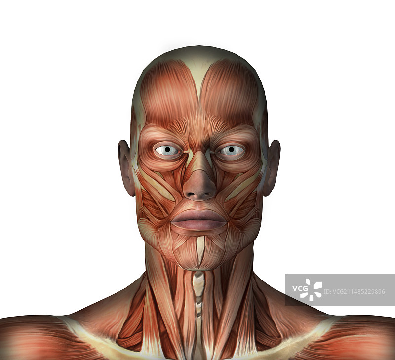头部肌肉结构艺术图图片素材