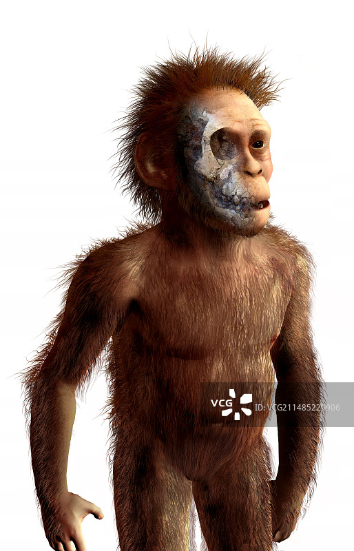 阿法南方古猿艺术作品图片素材