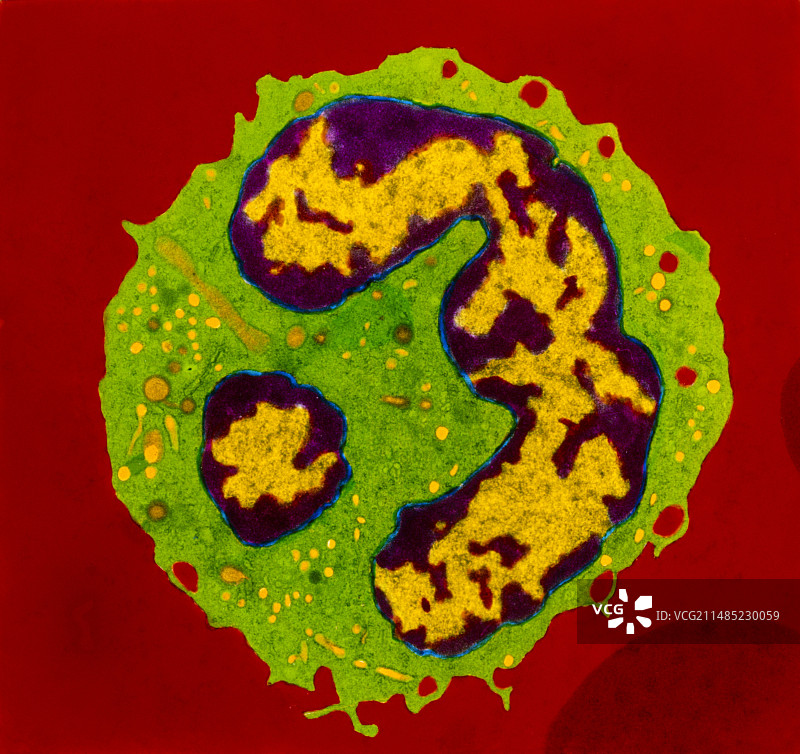 粒细胞白细胞透射电镜图像图片素材