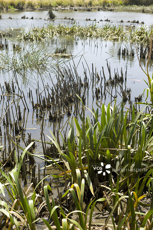 用于生物修复的人工湿地图片素材