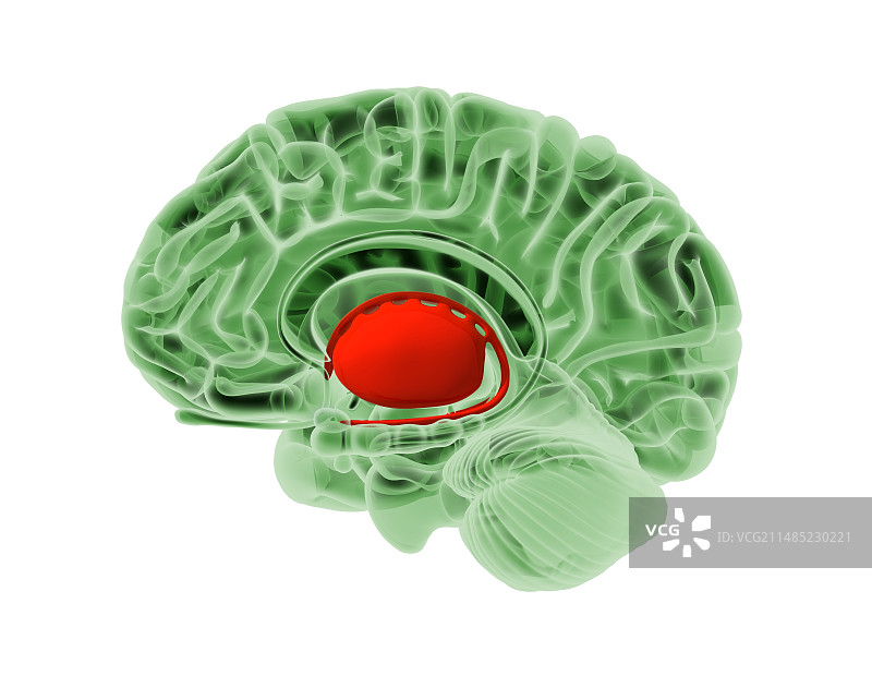 人脑，艺术品图片素材