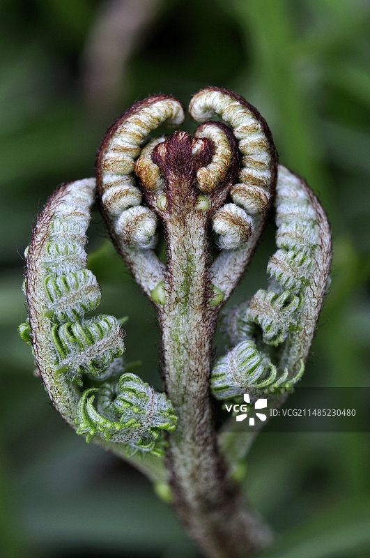 展开的蕨叶图片素材