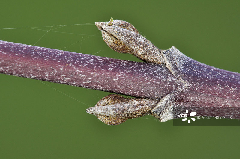 山茱萸花蕾图片素材