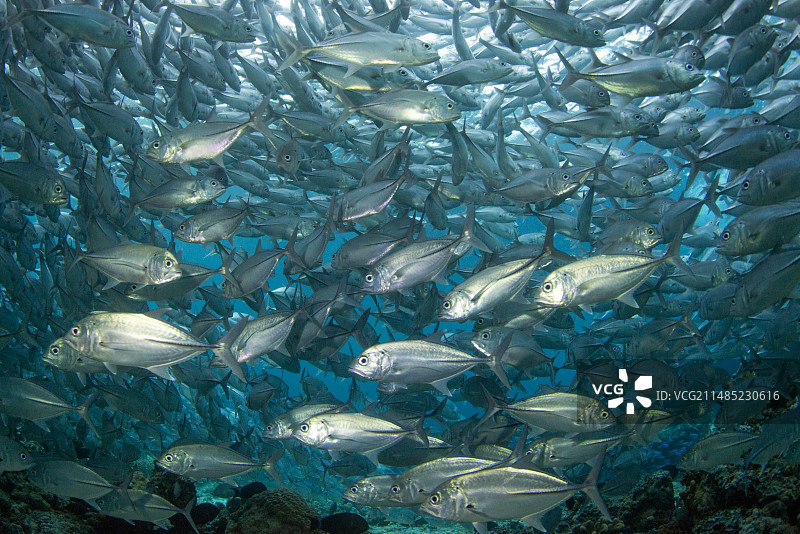 大眼鰺鱼图片素材