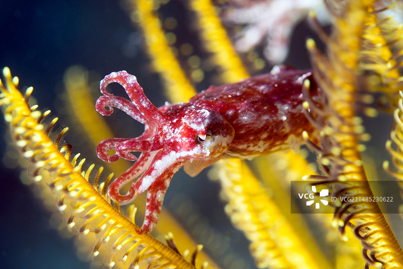 幼年乌贼图片素材