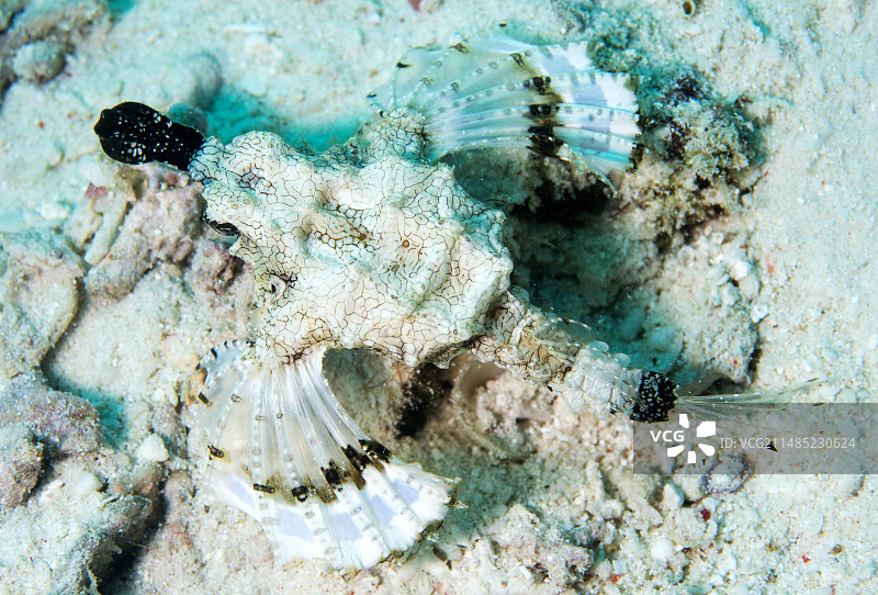 短须鱼图片素材